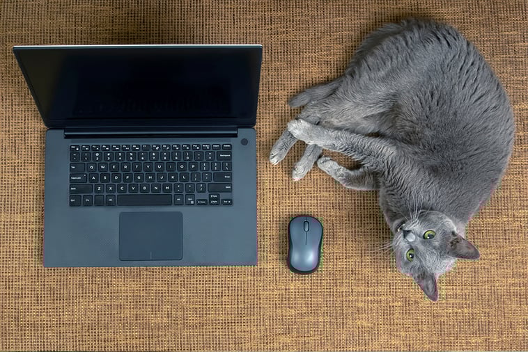 Mascotas en el trabajo remoto